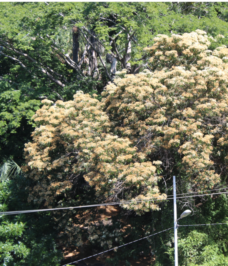 Calycophyllum candidissimum Catálogo Flora y Fauna